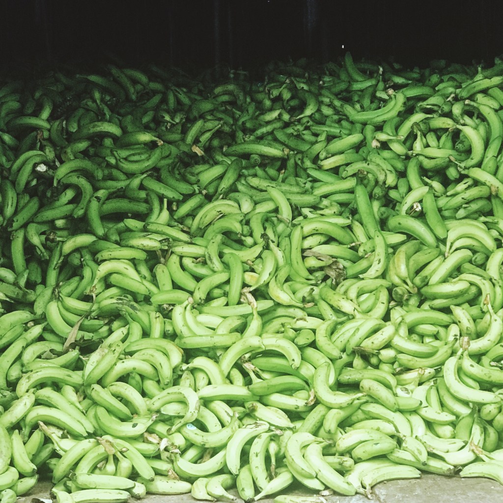 My Family Tree..My Last Name Means Plantain